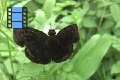 Scene 42_Sooty Wing Skipper on a leaf